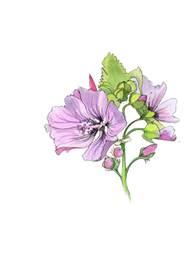 A soft powdery floral accord evocative of this small purple flower, complimenting the heliotrope notes in the base.​